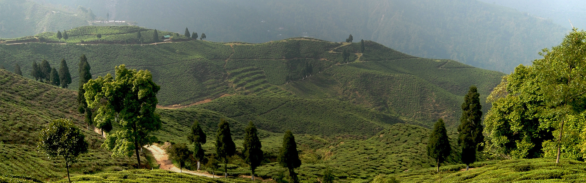 Margaret's Hope Tea Plantation