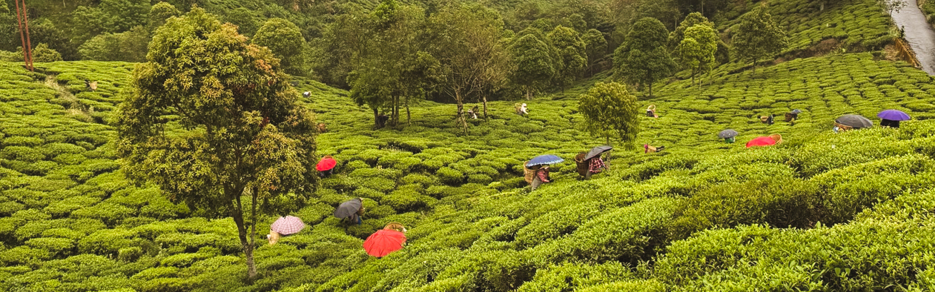 Tea farming in the rain